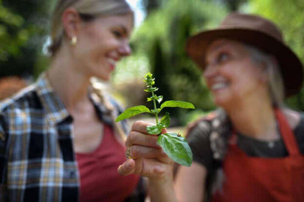 How Can You Benefit From a Plant Marketplace?