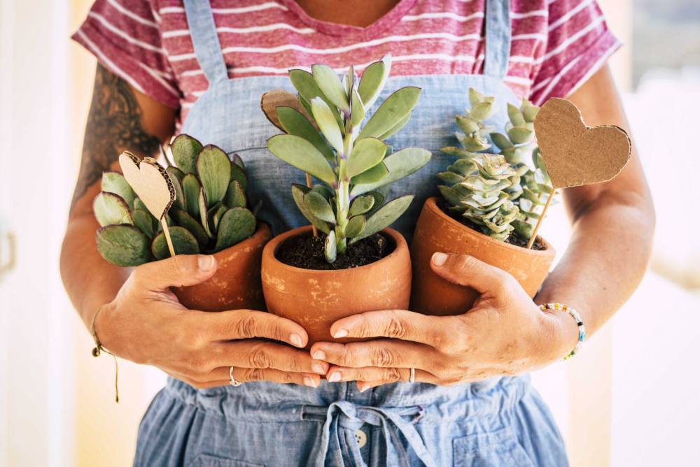 3 Signs that Indicate You Need to Buy a Plant