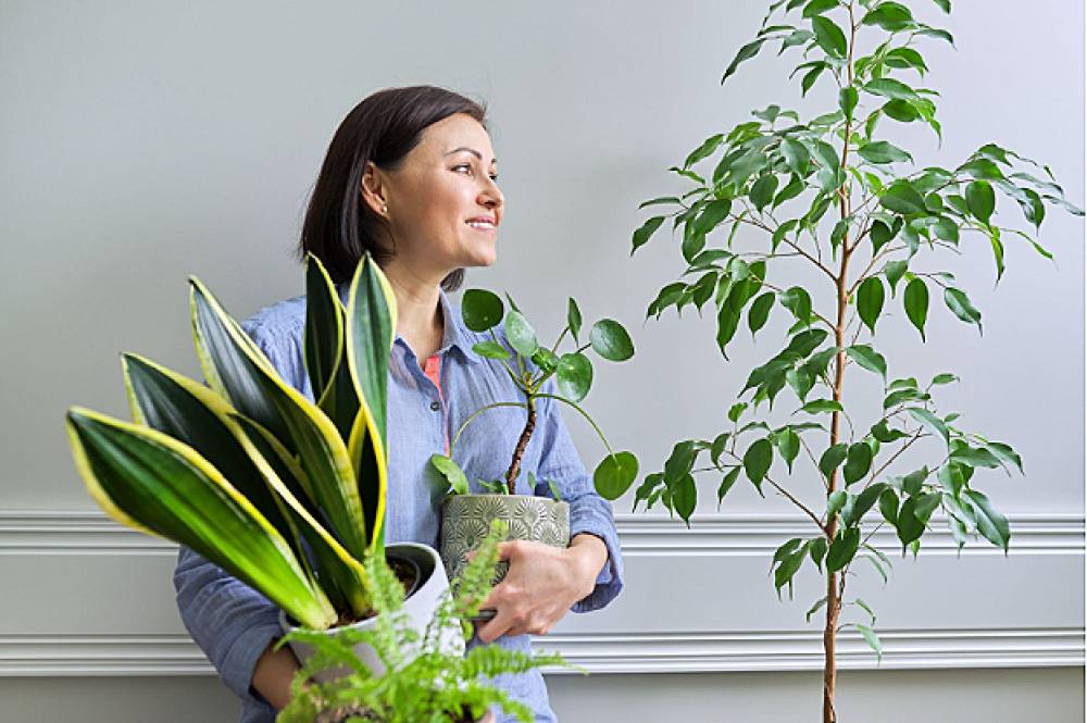 What Types of Plants Best Fit Your Home?